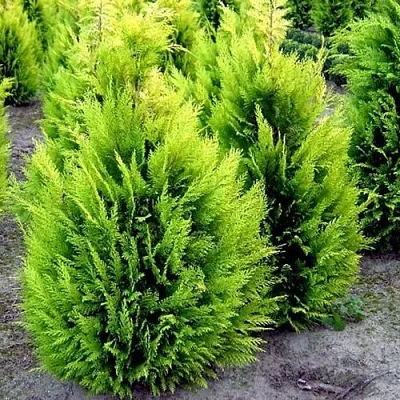 Кипарисовик ИВОНЕ лавсана  Кипарисовик ИВОНЕ лавсана в Казани