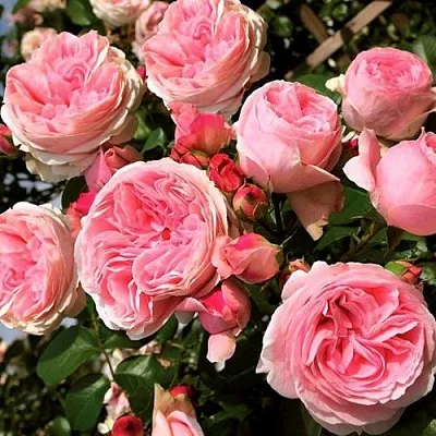 Саженцы роз ДЖАРДИНА плетистая  Саженцы роз ДЖАРДИНА плетистая в Казани