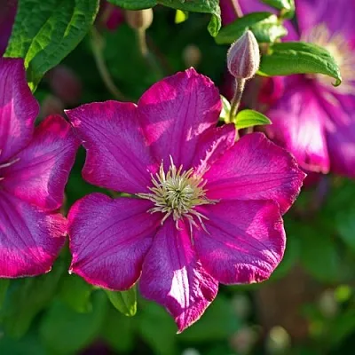 Клематис КАРМЕНСИТА в Казани