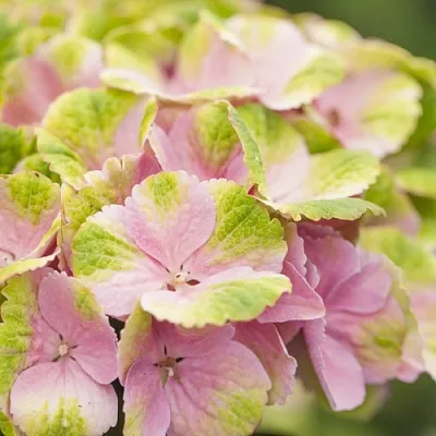 Гортензия МЭДЖИКАЛ КРИСТАЛЛ крупнолистная  Гортензия МЭДЖИКАЛ КРИСТАЛЛ крупнолистная в Казани