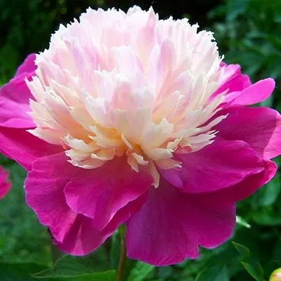 Пион ГЕЙ ПАРИ травянистый  Пион ГЕЙ ПАРИ травянистый в Казани