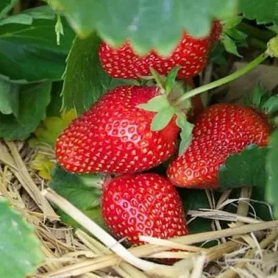 Клубника МОНТЕРЕЙ ремонтантная  Клубника МОНТЕРЕЙ ремонтантная в Казани