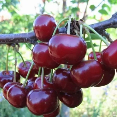 Вишня НОРД СТАР  Вишня НОРД СТАР в Казани