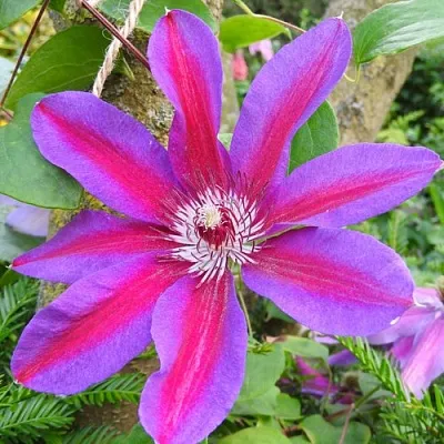 Клематис АКАИШИ в Казани