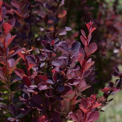 Барбарис ХЕЛМОНД ПИЛЛАР тунберга  Барбарис ХЕЛМОНД ПИЛЛАР тунберга в Казани