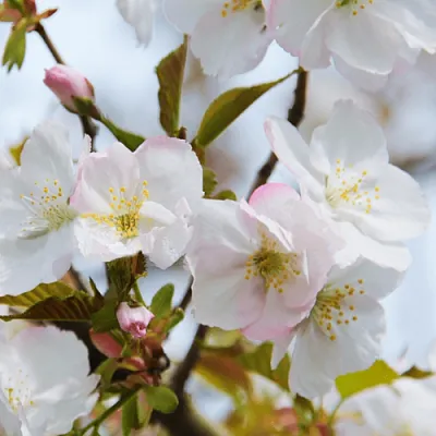 Вишня ОКАМЕ  Вишня ОКАМЕ в Казани