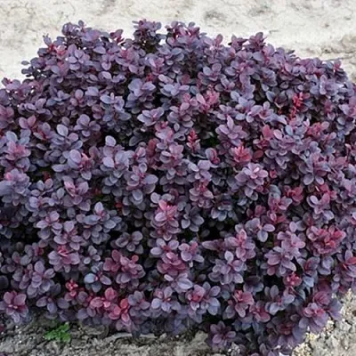 Барбарис КОНКОРД тунберга  Барбарис КОНКОРД тунберга в Казани