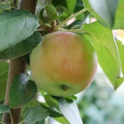 Яблоня ПОДСНЕЖНИК стелющаяся в Казани