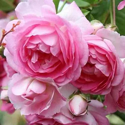 Саженцы роз ЖАСМИНА плетистая  Саженцы роз ЖАСМИНА плетистая в Казани