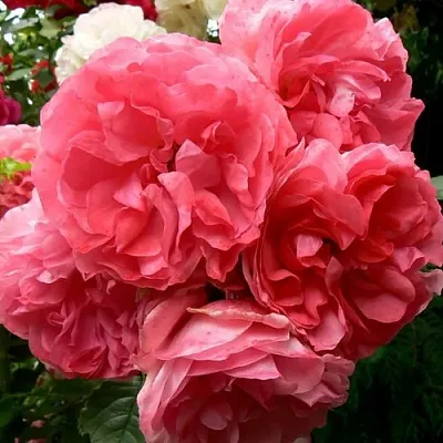 Саженцы роз РОЗЕУМ ЮТЕРСОН плетистая  Саженцы роз РОЗЕУМ ЮТЕРСОН плетистая в Казани