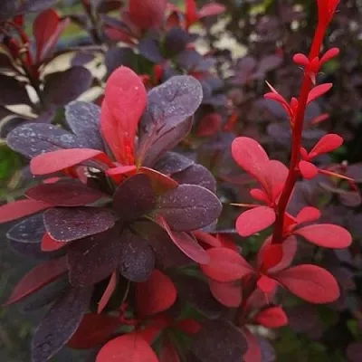 Барбарис РЕД ПИЛЛАР тунберга  Барбарис РЕД ПИЛЛАР тунберга в Казани