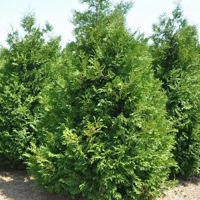 Туя ВАКСЕН западная  Туя ВАКСЕН западная в Казани