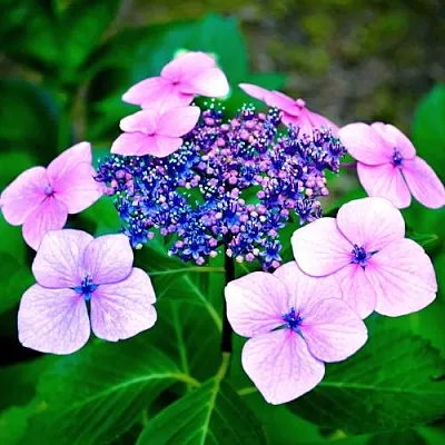 Гортензия БЛЮБЕРД пильчатая  Гортензия БЛЮБЕРД пильчатая в Казани