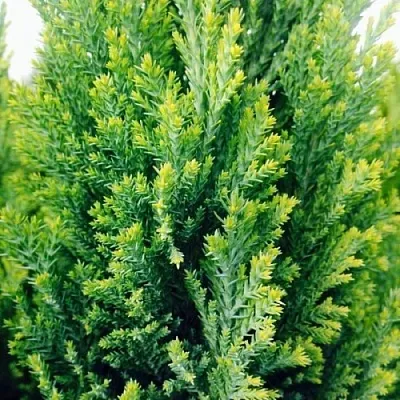 Кипарисовик  Кипарисовик в Казани