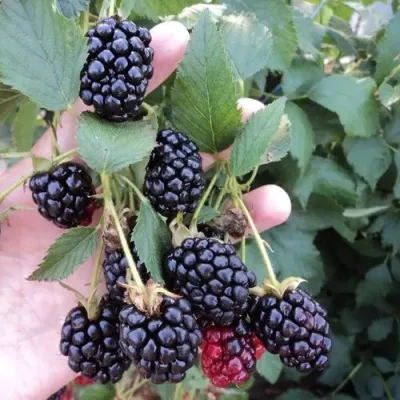 Ежевика ОУАЧИТА бесшипная — описание сорта Ежевика ОУАЧИТА бесшипная в Казани