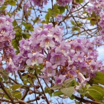 Павлония ПАО ТОГН Z07 — описание сорта Павлония ПАО ТОГН Z07 в Казани