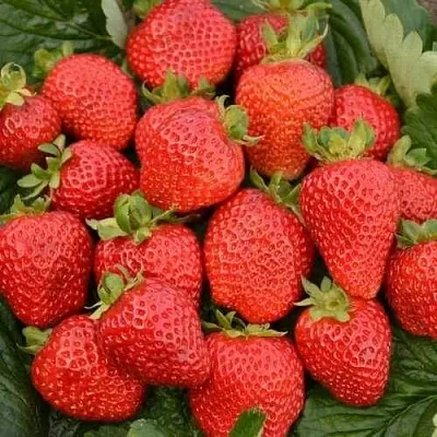 Клубника САН АНДРЕАС ремонтантная  Клубника САН АНДРЕАС ремонтантная в Казани