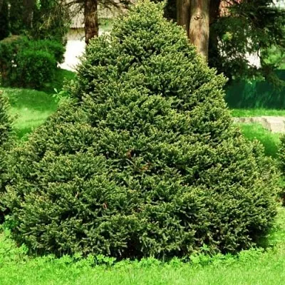 Ель ОЛЕНДОРФИ обыкновенная  Ель ОЛЕНДОРФИ обыкновенная в Казани