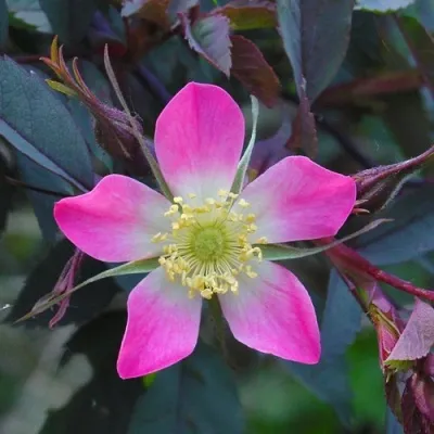 Саженцы роз сизая — описание сорта Саженцы роз сизая в Казани