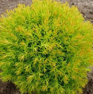 Туя АННИЕК западная  Туя АННИЕК западная в Казани