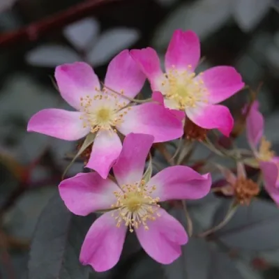 Саженцы роз сизая — описание сорта Саженцы роз сизая в Казани