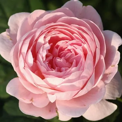 Саженцы роз КУИН ОФ СУИДЕН английская  Саженцы роз КУИН ОФ СУИДЕН английская в Казани