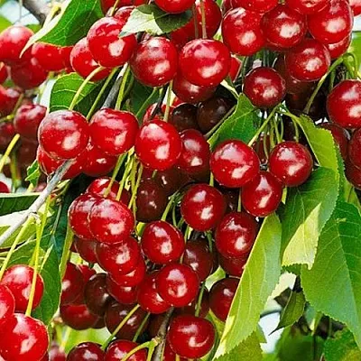 Вишня БРУСНИЦЫНА степная  Вишня БРУСНИЦЫНА степная в Казани