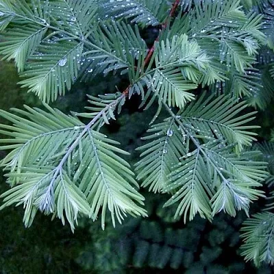 Метасеквойя  Метасеквойя в Казани