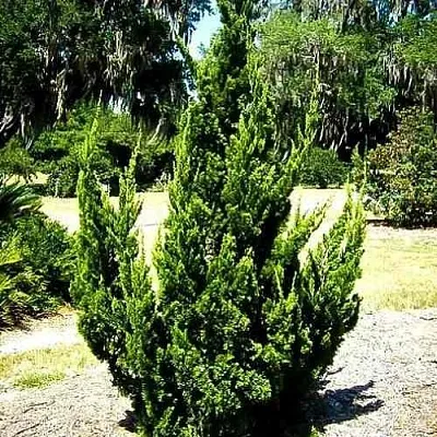 Можжевельник КАЙЗУКА китайский  Можжевельник КАЙЗУКА китайский в Казани