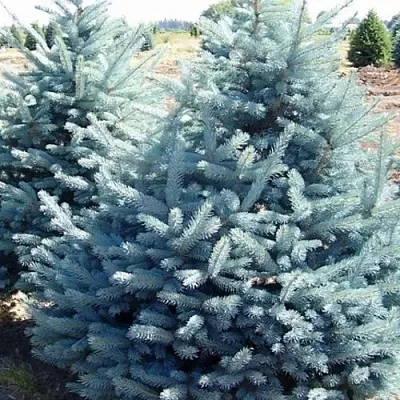 Ель ГЛАУКА колючая  Ель ГЛАУКА колючая в Казани
