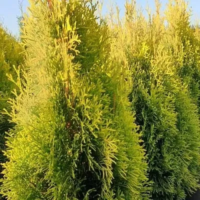 Туя ГОЛДЕН СМАРАГД западная  Туя ГОЛДЕН СМАРАГД западная в Казани