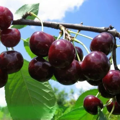 Дюк ЧУДО-ВИШНЯ — описание сорта Дюк ЧУДО-ВИШНЯ в Казани