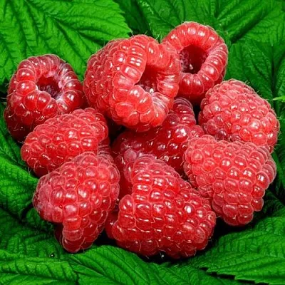 Саженцы малины оптом  Саженцы малины оптом в Казани