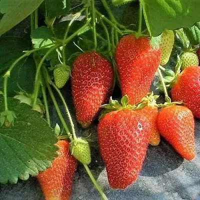 Клубника РОКСАНА  Клубника РОКСАНА в Казани