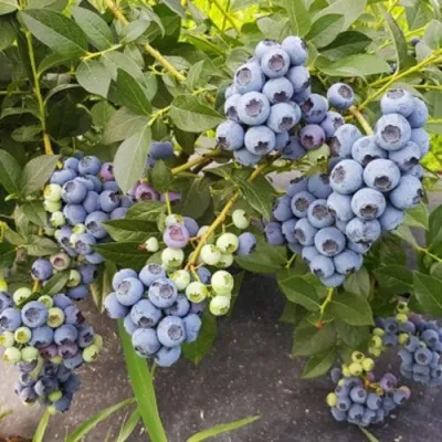 Голубика ОСОРНО — описание сорта Голубика ОСОРНО в Казани