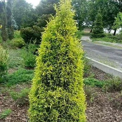 Можжевельник ГОЛД КОН обыкновенный  Можжевельник ГОЛД КОН обыкновенный в Казани