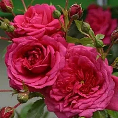 Саженцы роз ЛАГУНА плетистая  Саженцы роз ЛАГУНА плетистая в Казани