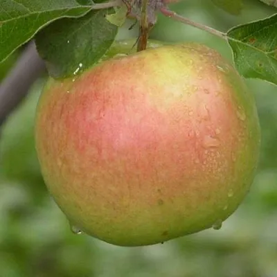 Яблоня БРЯНСКОЕ ЗОЛОТИСТОЕ в Казани