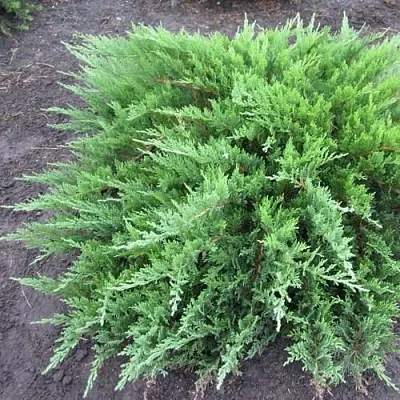 Можжевельник ТАМАРИСЦИФОЛИЯ казацкий  Можжевельник ТАМАРИСЦИФОЛИЯ казацкий в Казани