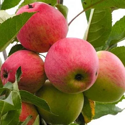 Яблоня МЕЧТА в Казани