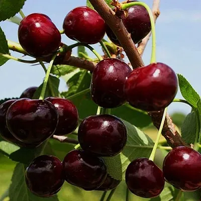 Вишня РОВЕСНИЦА  Вишня РОВЕСНИЦА в Казани