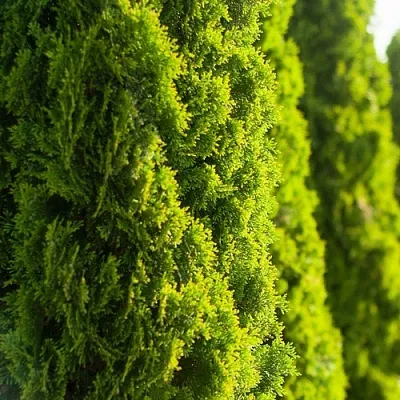 Туя  Туя в Казани