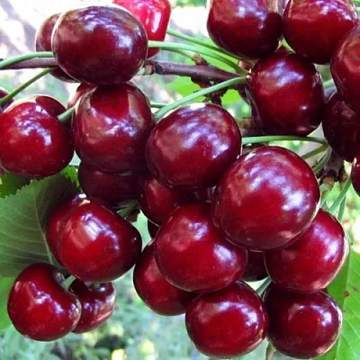 Вишня ЖУКОВСКАЯ  Вишня ЖУКОВСКАЯ в Казани