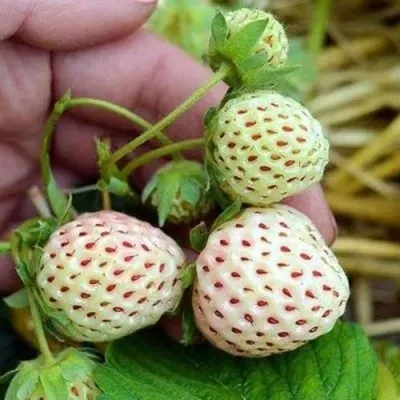 Клубника АНАНАСА ремонтантная в Казани