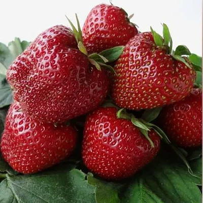 Клубника НАБИЛА  Клубника НАБИЛА в Казани