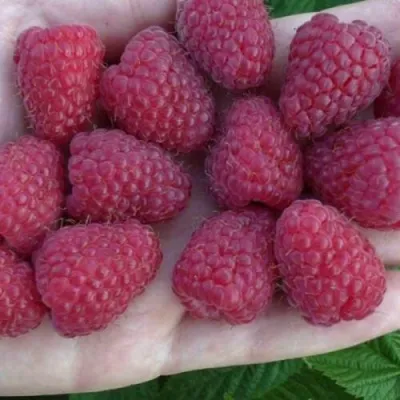 Малина КОРПИКО — описание сорта Малина КОРПИКО в Казани