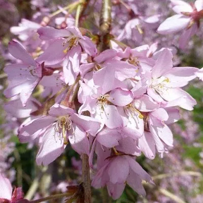 Сакура ПЕНДУЛА РУБРА  Сакура ПЕНДУЛА РУБРА в Казани