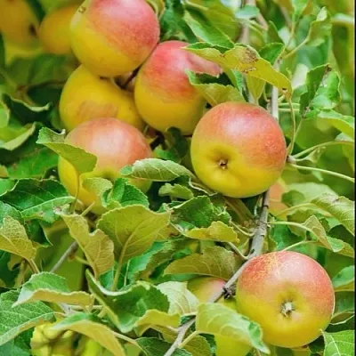 Яблоня ПАМЯТЬ БЛЫНСКОГО колонновидная  Яблоня ПАМЯТЬ БЛЫНСКОГО колонновидная в Казани