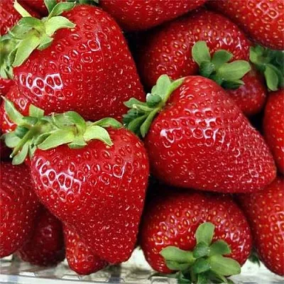 Клубника СКАЛА  Клубника СКАЛА в Казани