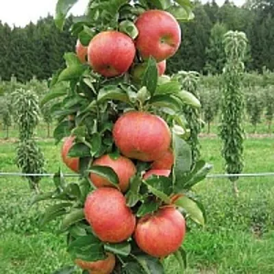 Яблоня ЯНТАРНОЕ ОЖЕРЕЛЬЕ колонновидная  Яблоня ЯНТАРНОЕ ОЖЕРЕЛЬЕ колонновидная в Казани
